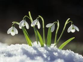 david-cavagnaro-snowdrop-flowers-blooming-in-the-snow-galanthus-nivalis