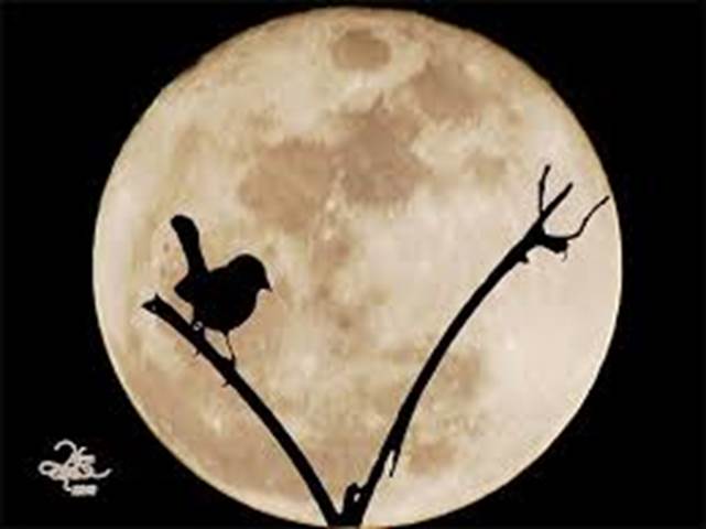 Image result for bird and moon